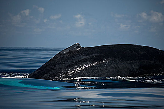 驼背鲸,大翅鲸属,鲸鱼,游动,海洋,特克斯和凯科斯群岛