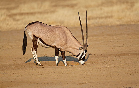 南非大羚羊,羚羊,挖,水,卡拉哈迪大羚羊国家公园,南非,非洲