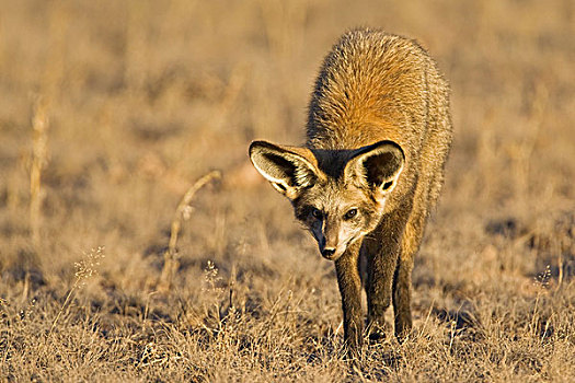大耳狐,寻找,捕食,卡拉哈迪,国家公园,南非,博茨瓦纳,非洲