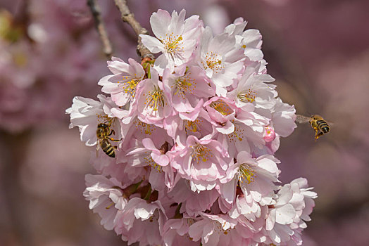昆虫,日本,樱花