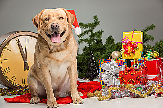 拉布拉多犬,圣诞帽,新年,花环