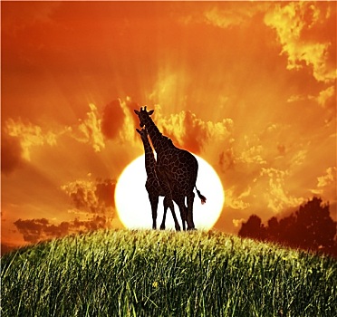 长颈鹿,日落