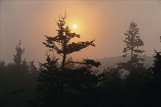 剪影,树,日落,芬地湾国家公园,新布兰斯维克,加拿大