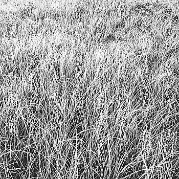 草,草地,雷尼尔山国家公园
