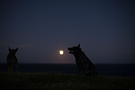 野狗,满月