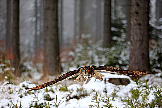 雕鸮,成年,飞,冬天,雪中,高地,捷克共和国,欧洲