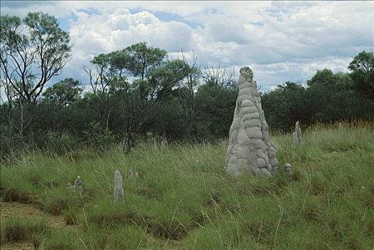 蚁丘,热带草原,北方,澳大利亚