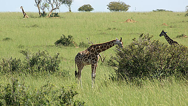 长颈鹿,非洲,大草原