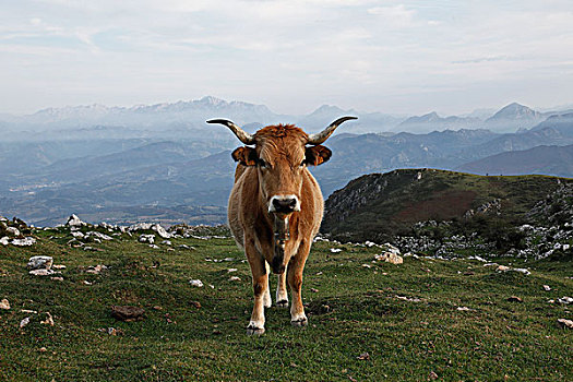 公牛,站立,山地,风景
