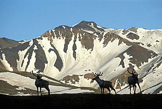 美国,阿拉斯加,德纳里峰国家公园,北美驯鹿,驯鹿属,剪影,阿拉斯加山脉,顶峰,靠近,公路