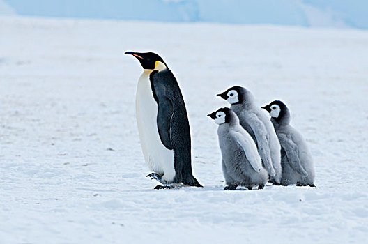 帝企鹅,湾,东方,南极