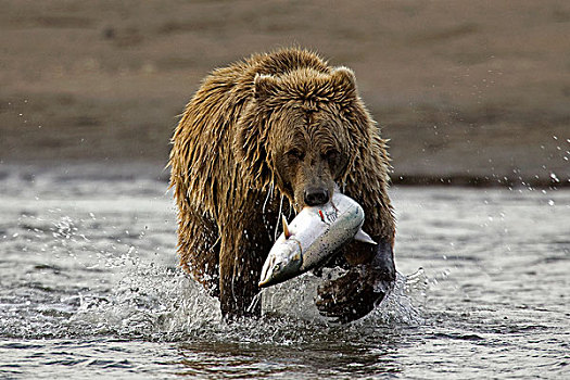大灰熊,棕熊,水,三文鱼,加拿大