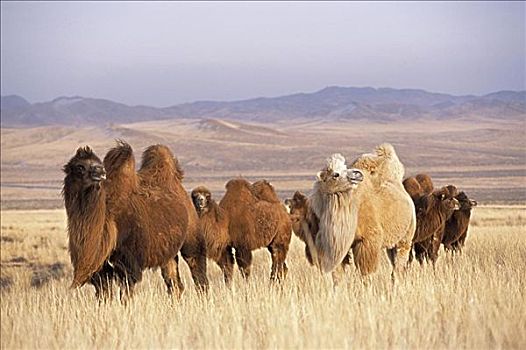 骆驼,放牧,后杭爱省,省,蒙古