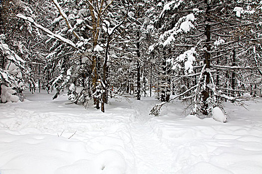 林海雪原,森林,白雪,吉林,延边