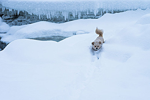 冬日,雪地,狗
