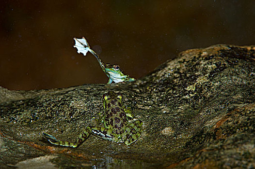 棉兰老岛,青蛙,抬起,脚,展示,巴戈国家公园,沙捞越,婆罗洲,马来西亚,数码合成