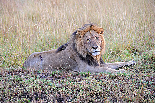 狮子,成年,雄性,马赛马拉国家保护区,肯尼亚,东非,非洲