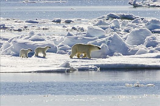 北极熊,浮冰,斯瓦尔巴特群岛,挪威,欧洲