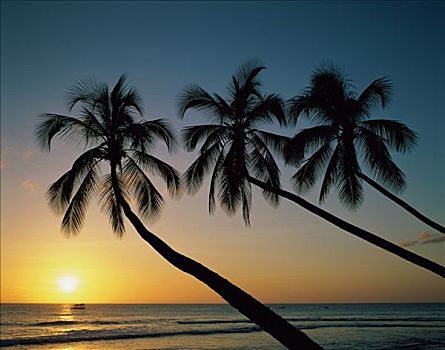 棕榈树,日落,上方,海洋,印度洋,马尔代夫