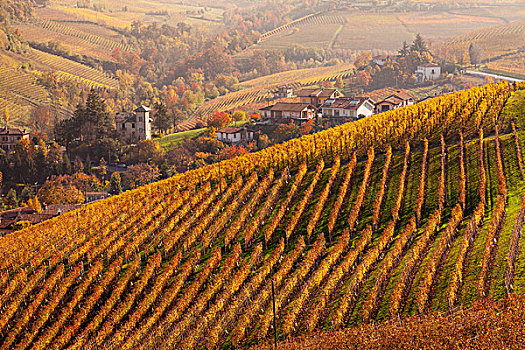 俯视图,秋天,葡萄园,乡村,意大利