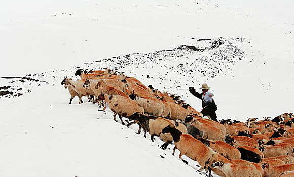 西藏当雄念唐古拉山牧羊