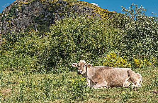 西班牙,母牛,欧洲