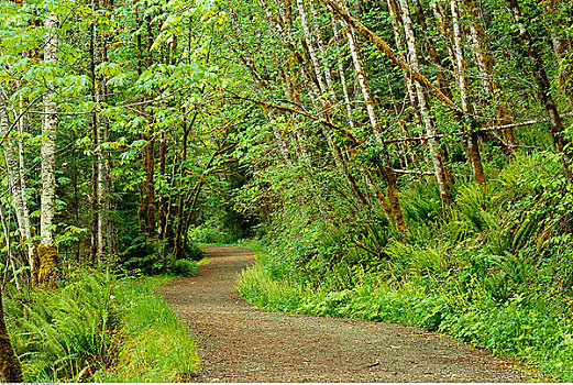 小路,树,省立公园,温哥华岛