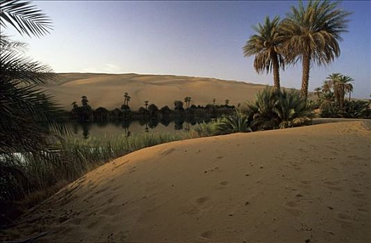棕榈树,沙丘,湖,奥巴里,利比亚