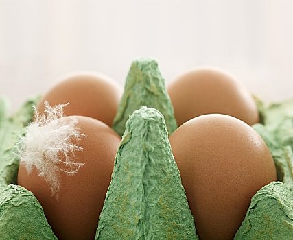蛋,鸡蛋格,羽毛
