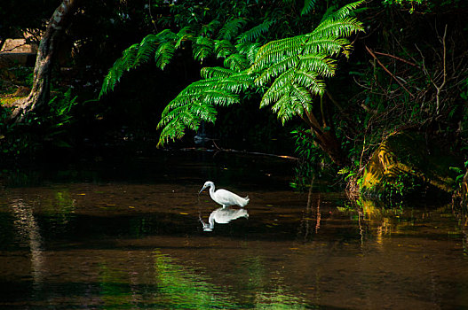 优雅的水鸟白鹭鸶在水池里觅食