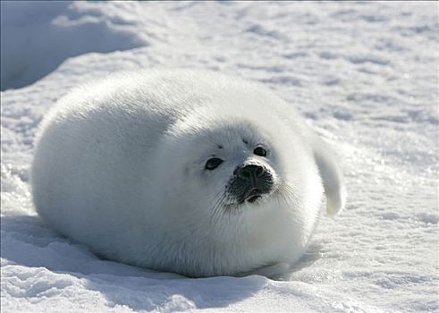 鞍纹海豹,幼仔,躺着,雪,格陵兰
