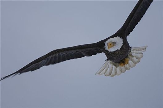 白头鹰,海雕属,雕,飞行,本垒打,阿拉斯加,美国
