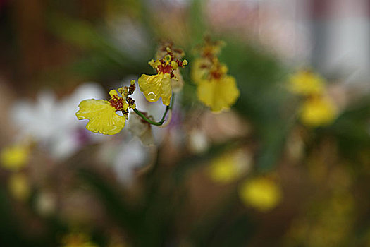 南山兰花节