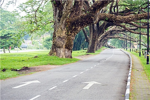 街道,湖,花园