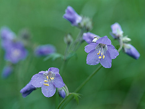 花荵科