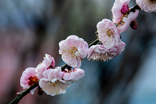 梅花报春