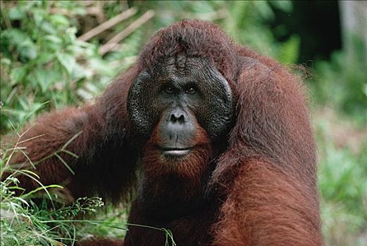 猩猩,黑猩猩,檀中埠廷国立公园,婆罗洲