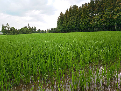 田园风光,乡野美景