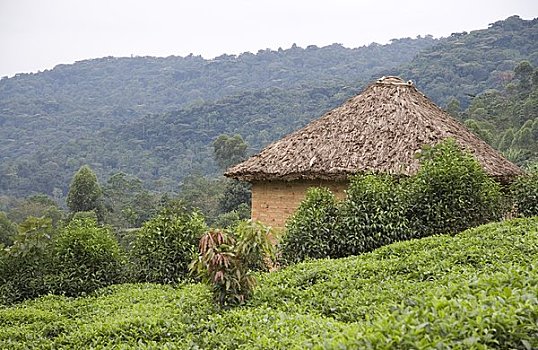 茅草屋顶,小屋,乌干达