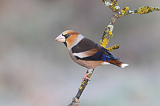 蜡嘴鸟,雄性,冬天,羽毛,坐在树上,北莱茵威斯特伐利亚,德国,欧洲