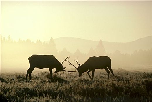 麋鹿,鹿属,鹿,两个男人,打斗,秋天,黄石国家公园,怀俄明