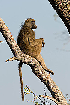 南非大狒狒,豚尾狒狒,休息,树上,奥卡万戈三角洲,博茨瓦纳,非洲