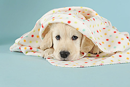 金毛猎犬,小狗,卧,毯子