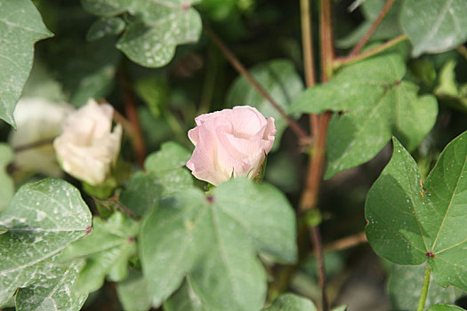 新疆哈密,六月棉花开花