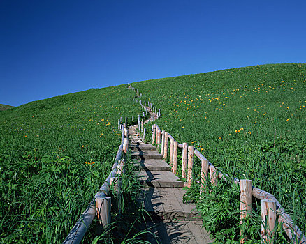 花园,散步场所