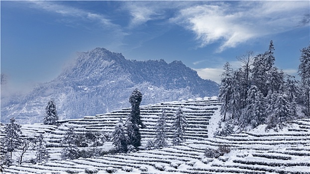 中国四川宜宾珙县鹿鸣茶山风景