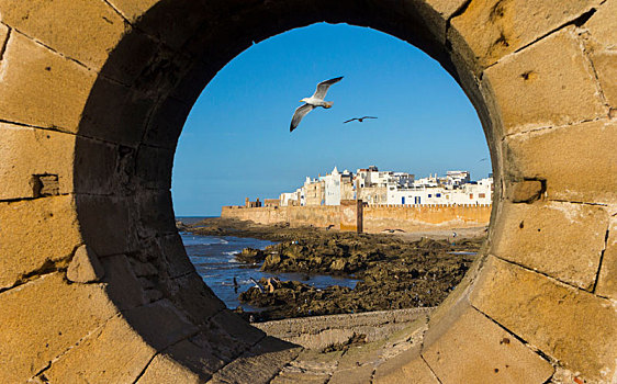 海鸥,风景,港口,洞,苏维拉,摩洛哥