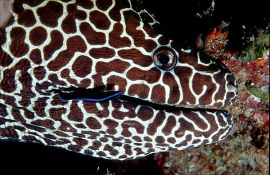 海鳗,裂唇鱼