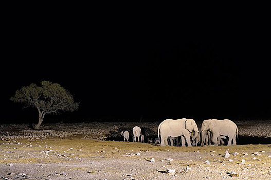 非洲象,夜晚,泛光灯照明,水坑,纳米比亚,非洲