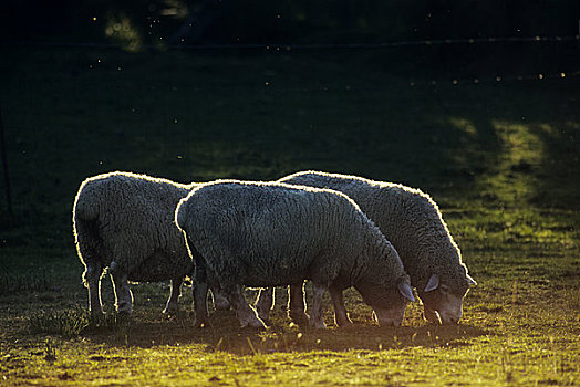 绵羊,放牧,地点,半岛,温哥华岛,不列颠哥伦比亚省,加拿大